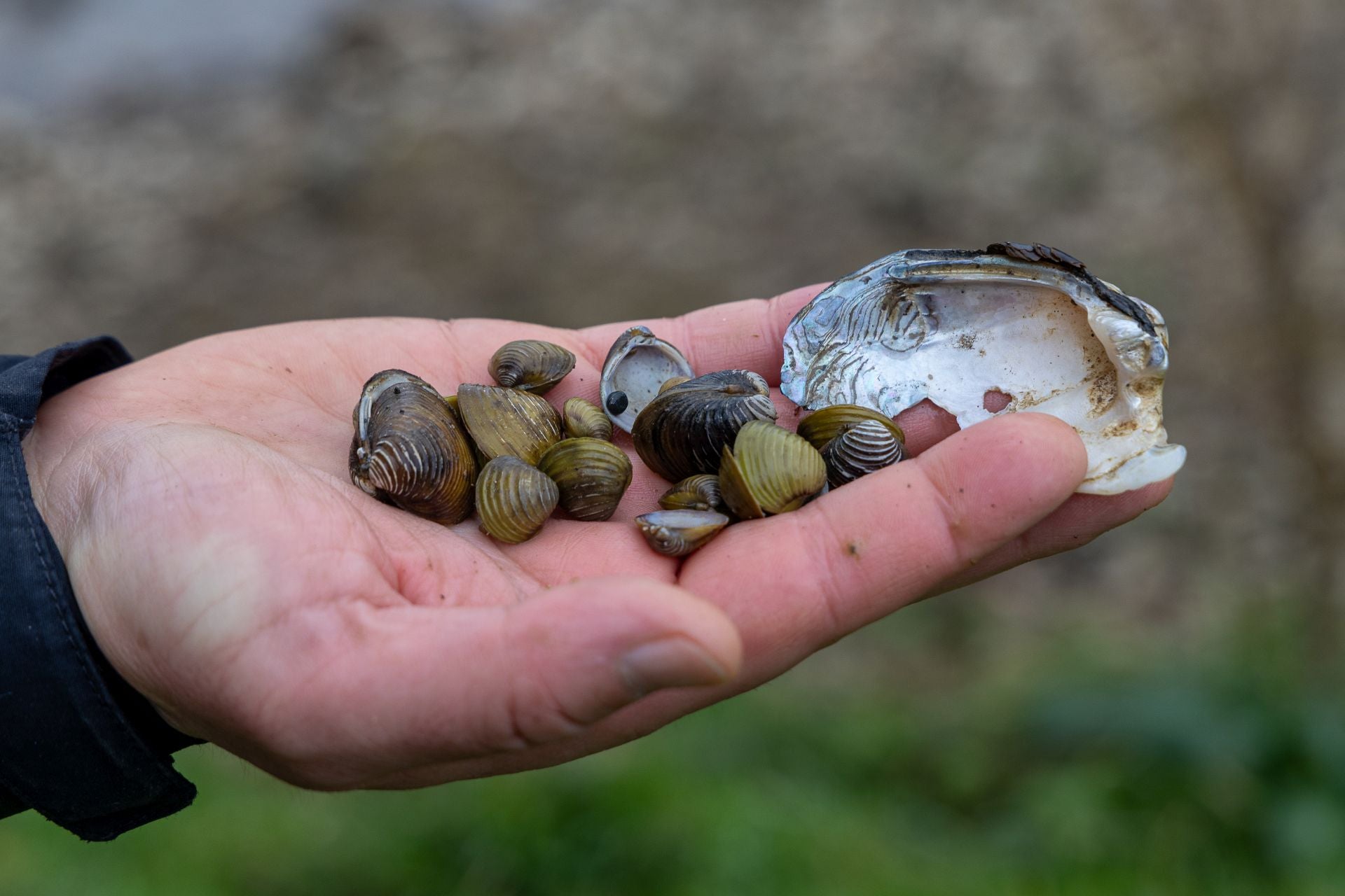 Almejas asiáticas, en Aginaga