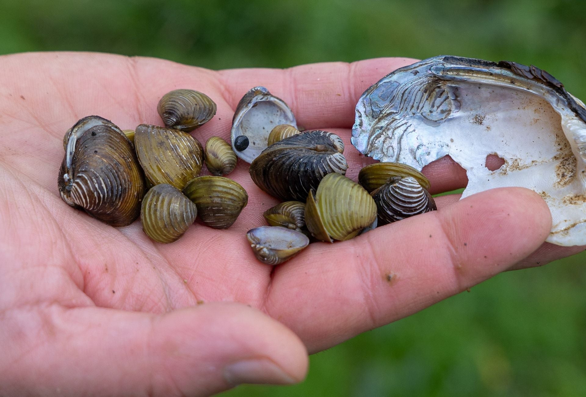 Almejas asiáticas, en Aginaga