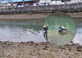 El delfín ayudado por dos agentes de la policía local en el río Artibai.