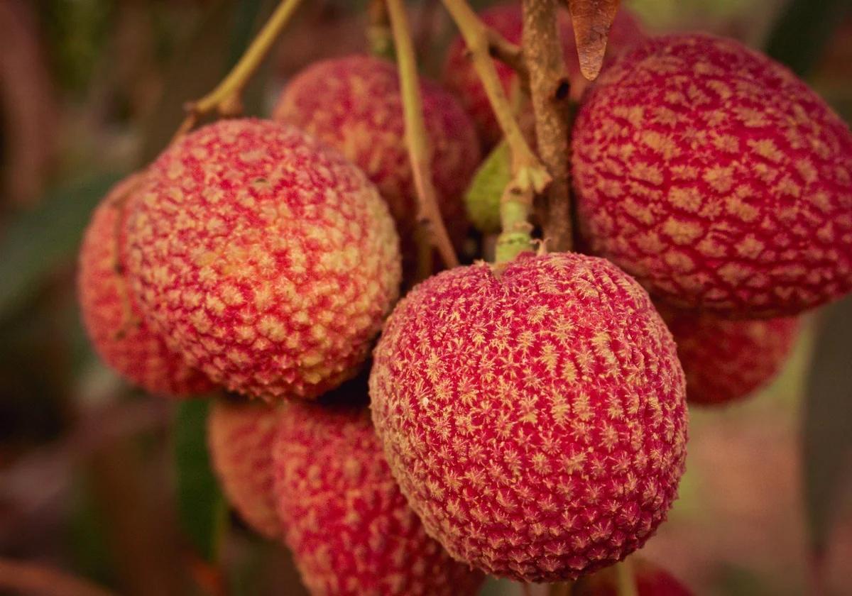 Lichi: una fruta exótica con propiedades únicas