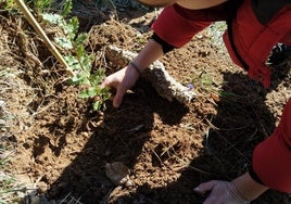 La plantación se llevará a cabo el sábado a las 10.00, en el Torreón del parque de Vista Alegre.