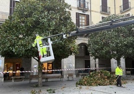 Poda de los magnolios  de la plaza