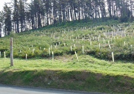 La repoblación con especies propias como esta ladera se impulsa desde el Ayuntamiento.