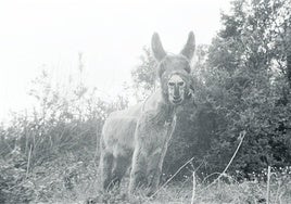 Un burro, afortunadamente alejado de la carretera.