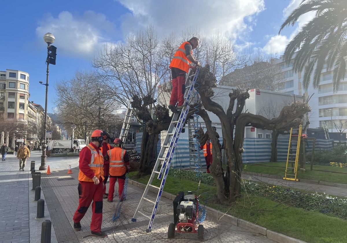 El Ayuntamiento está realizando esta semana labores de poda y diferentes cuidados para poner a punto los tamarices de la ciudad. Los operarios del servicio municipal de Parques y Jardines han pasado ya por Ondarreta y ayer trabajaban en la calle Ijentea y Alderdi Eder, donde aún tienen faena, según informa el concejal de Mantenimiento y Servicios Urbanos, el socialista Carlos García.