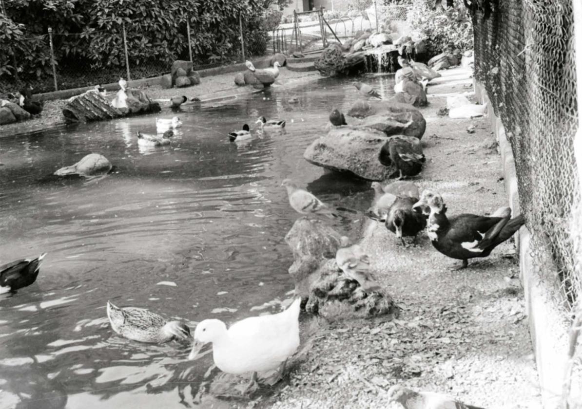 La querida fauna del estanque de la plaza de Gipuzkoa. ¿Y los cisnes?