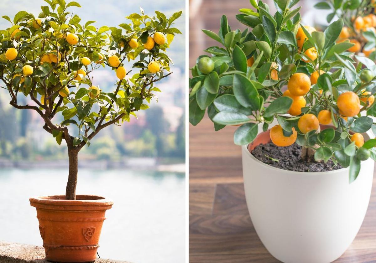 Los mejores árboles frutales para plantar en macetas en casa