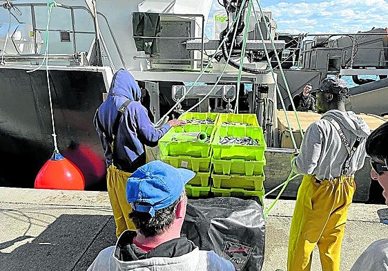 Descarga de anchoas, ayer en Getaria.