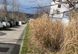 Las plumas invasoras de Donostia que no se erradican