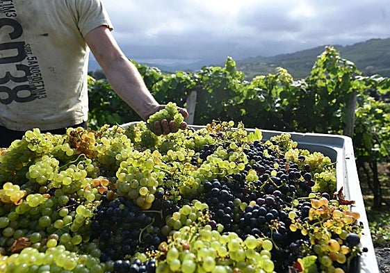 Trabajos de vendimia en una bodega de txakoli de Getaria.