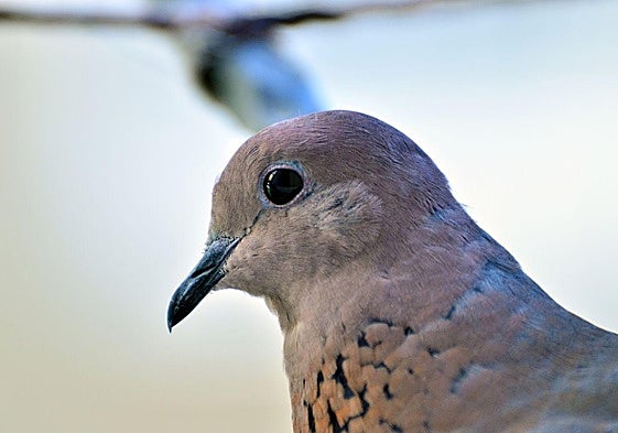 Por qué las tórtolas se acercan a las casas y qué significa que aniden en tu balcón