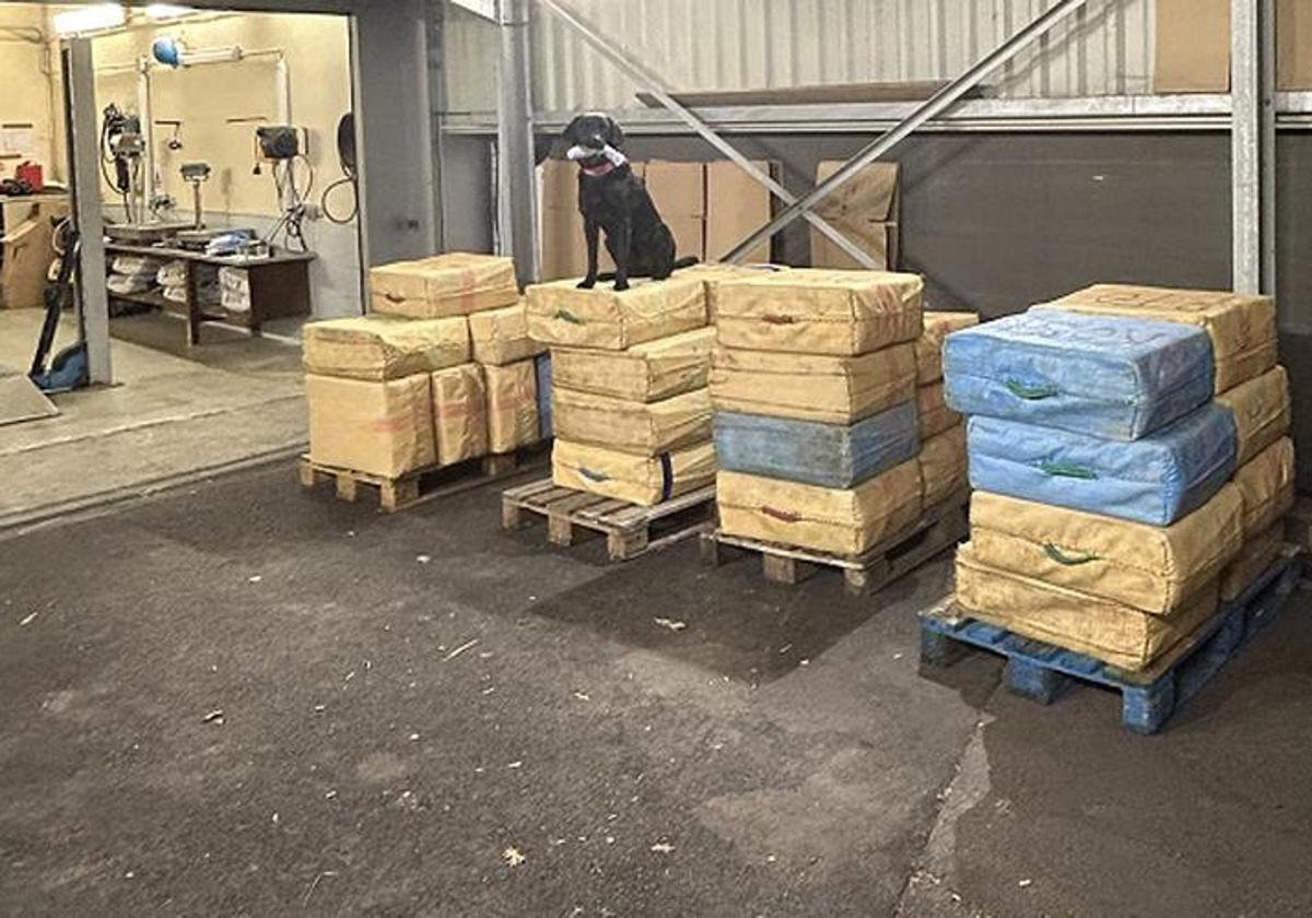 Prisión preventiva para el conductor al que se incautó casi tonelada y media de cannabis en un camión en Biriatou