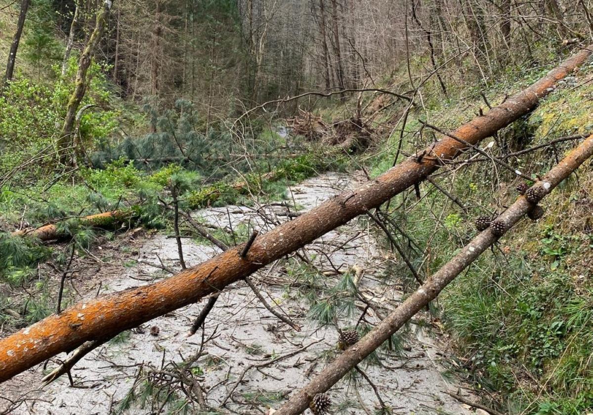 Haize bolada bortitzek hainbat arazo eragin zituzten atzo herri inguruko errepideetan