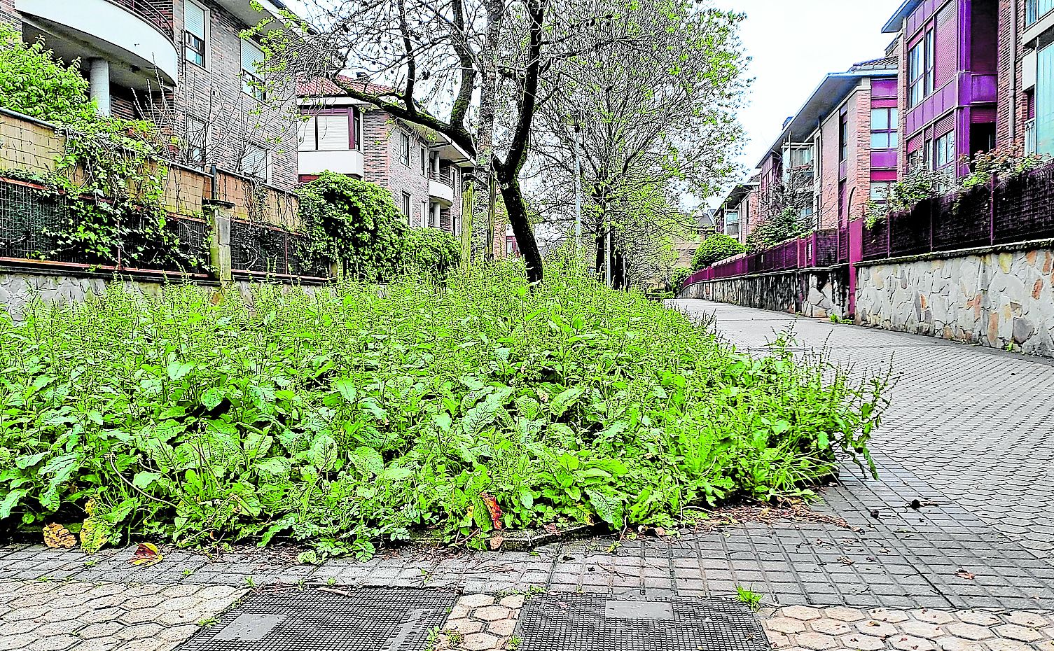 Sirimiri: Jardinería abandonada en la calle Mantulene