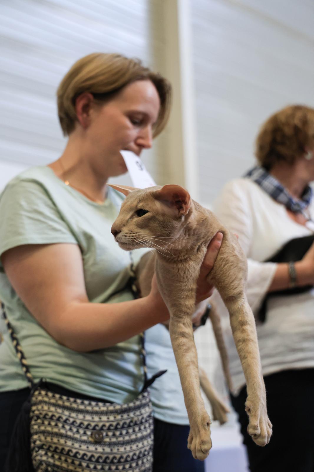 Exposición Internacional Felina en Irun