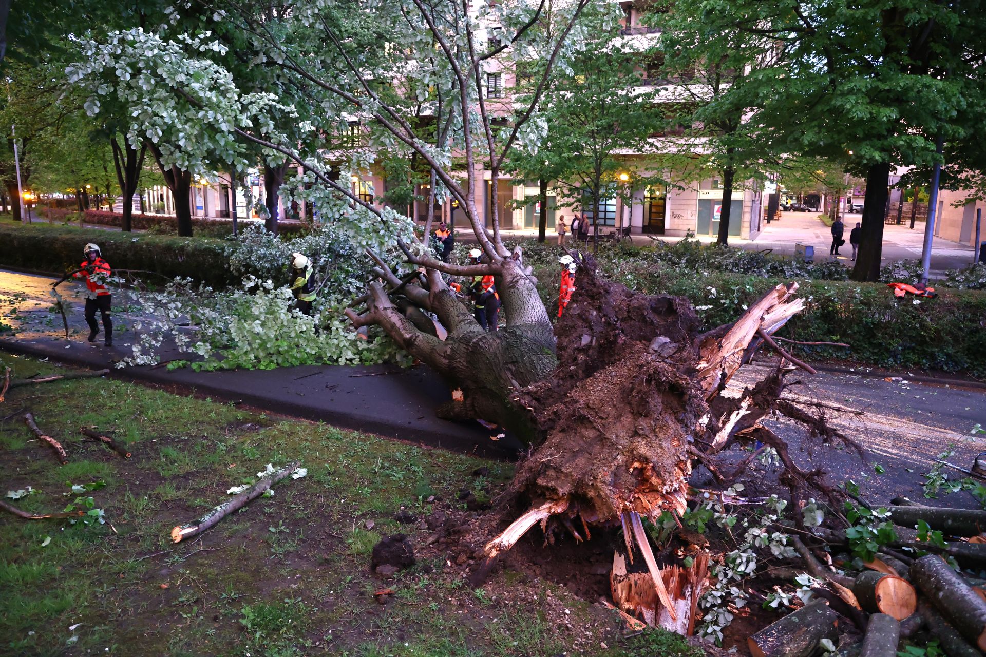 Las imágenes del árbol caído en El Antiguo