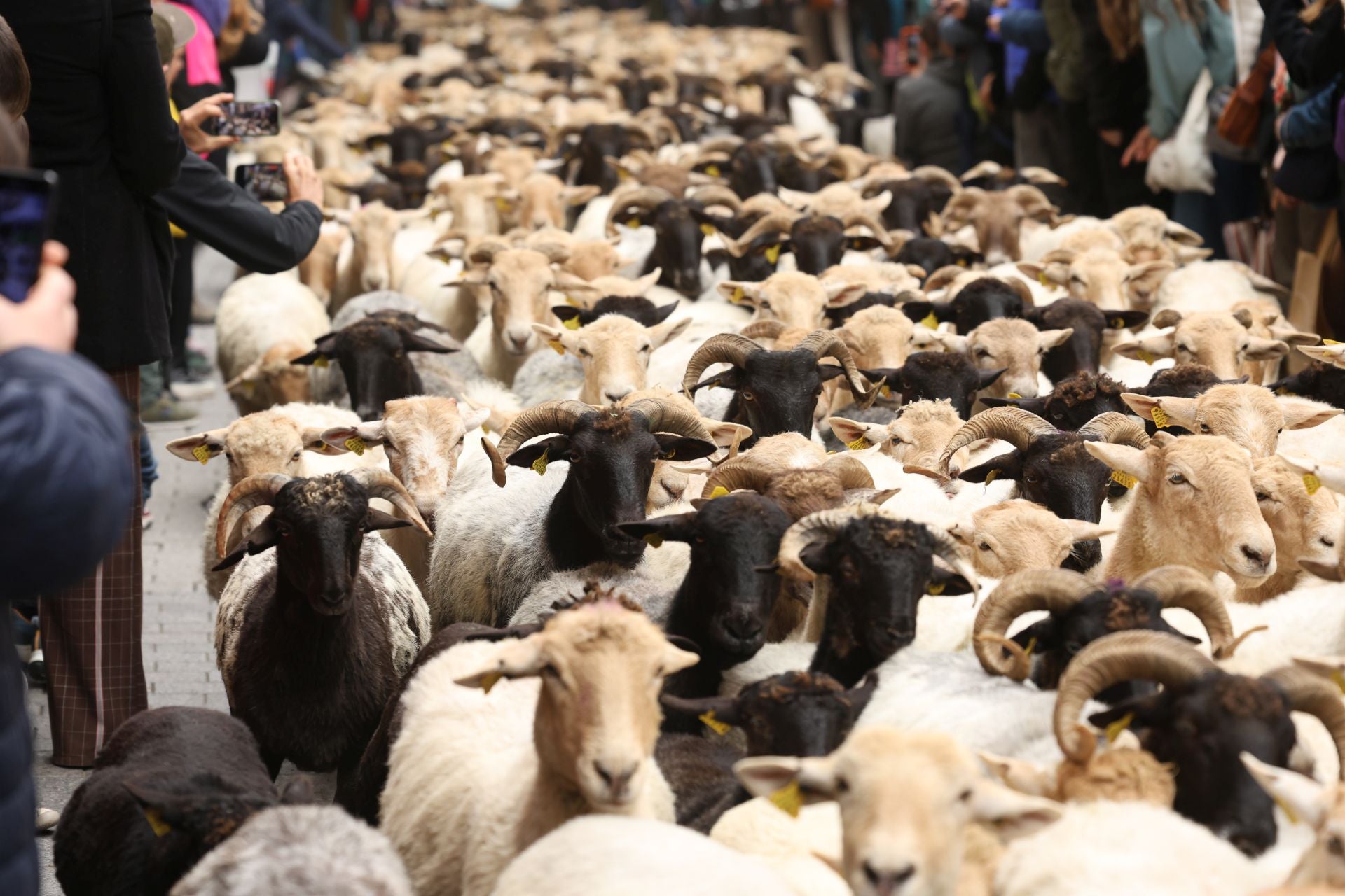 Multitudinario y festivo Artzain Eguna