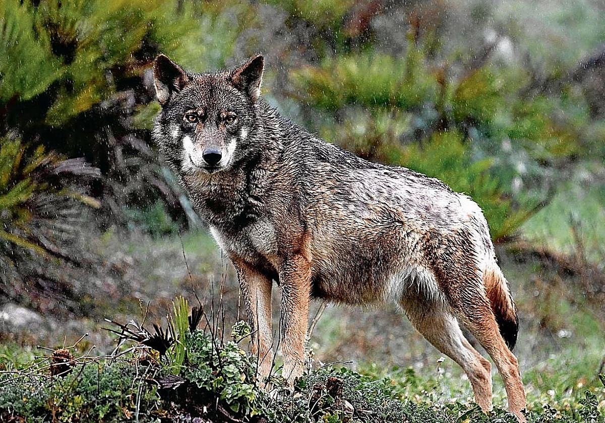 Un ejemplar de lobo ibérico, una especie que ha quedado desprotegida al norte del Duero.