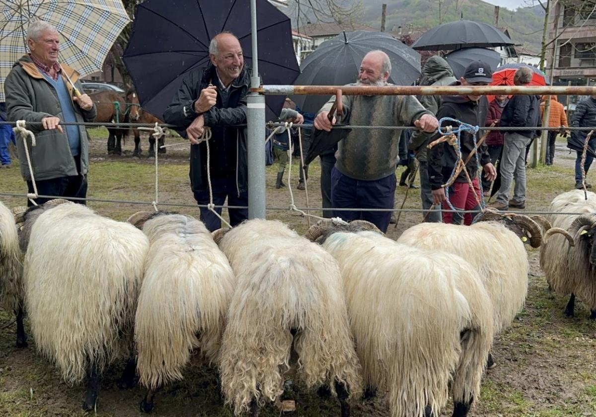 Los mejores carneros de Baztan, este viernes en la Plaza del Mercado de Elizondo