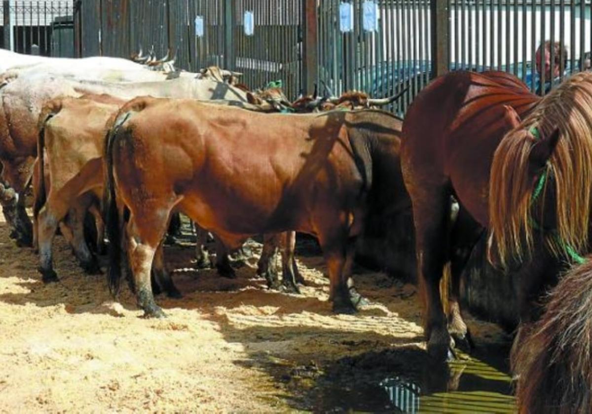 Este sábado se celebra la IX edición de la Feria de ganado de Bera