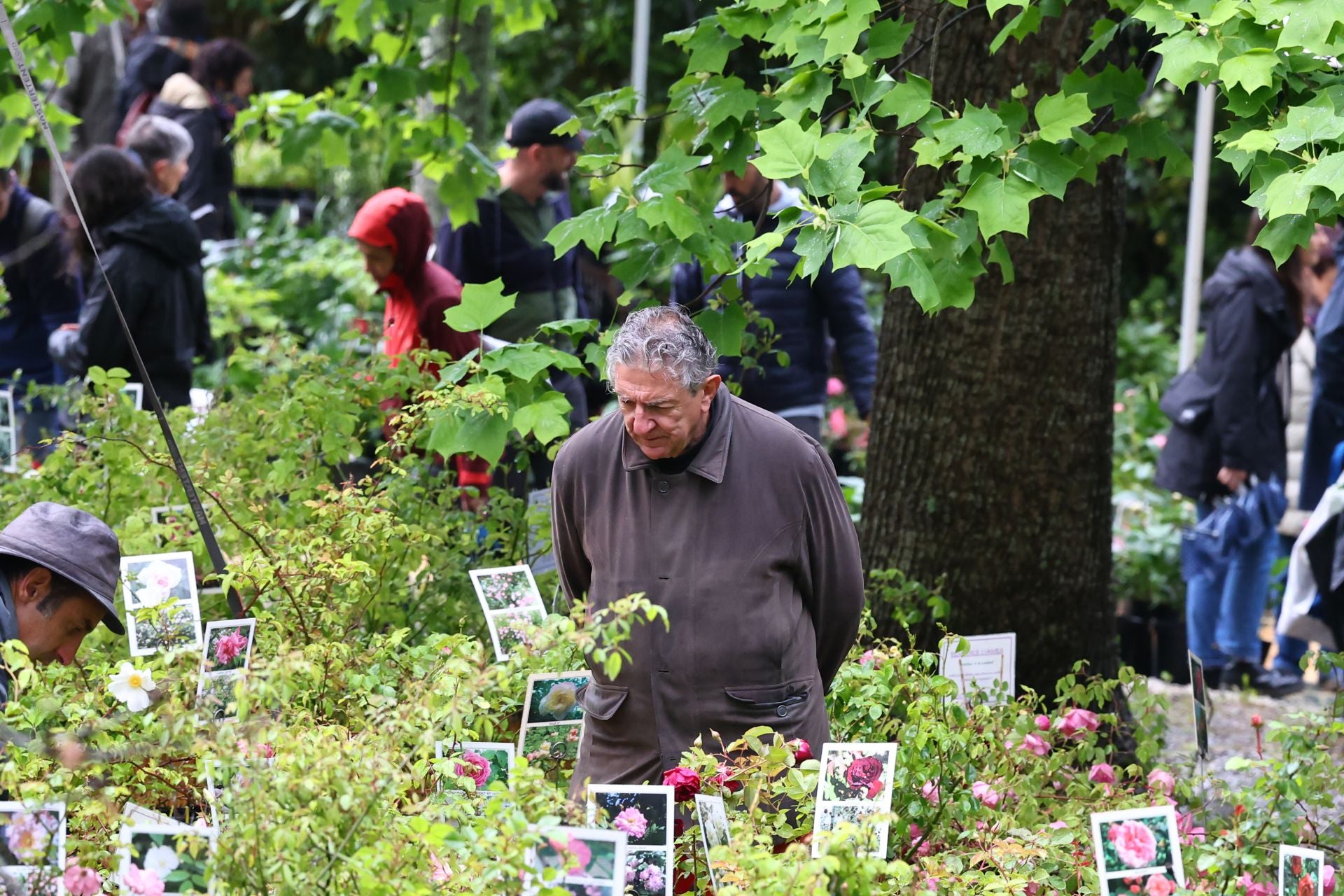 Las flores resaltan sobre los paraguas en la Feria de Plantas de Aia