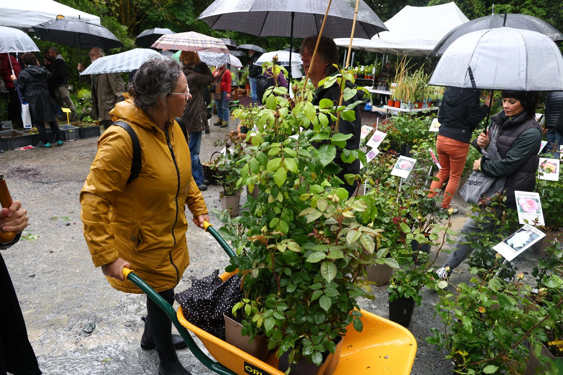 Las flores resaltan sobre los paraguas en la Feria de Plantas de Aia