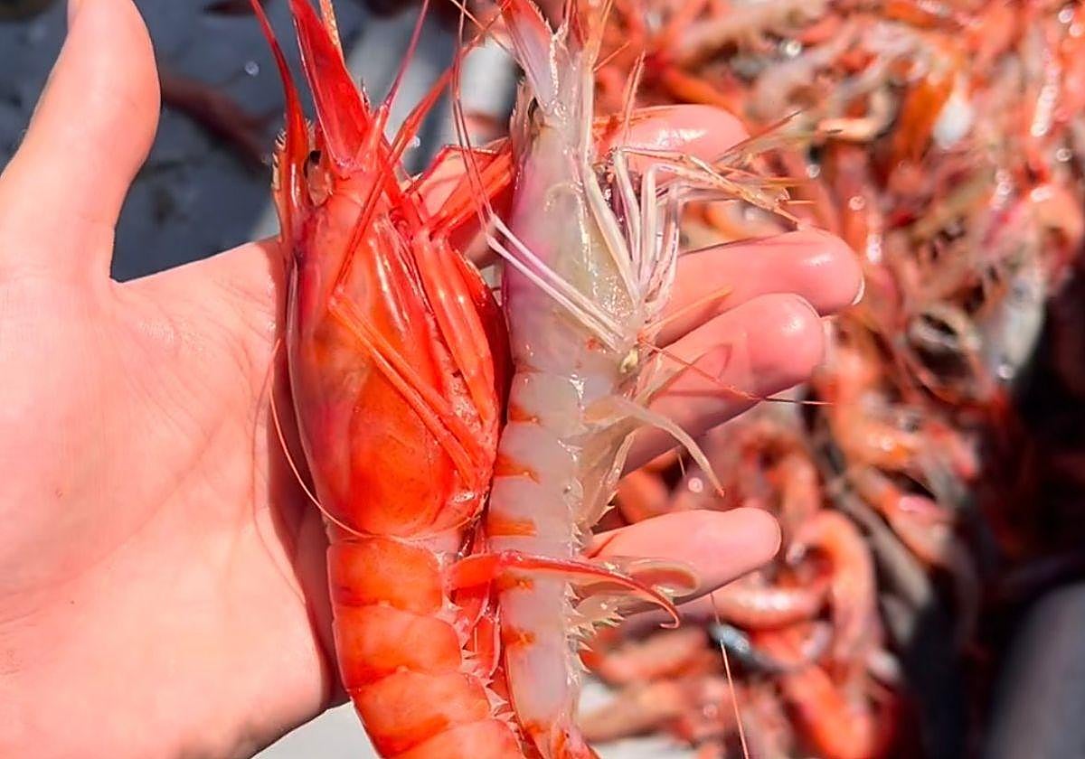 Comparación de dos gambas rojas en diferente momento desde su captura.