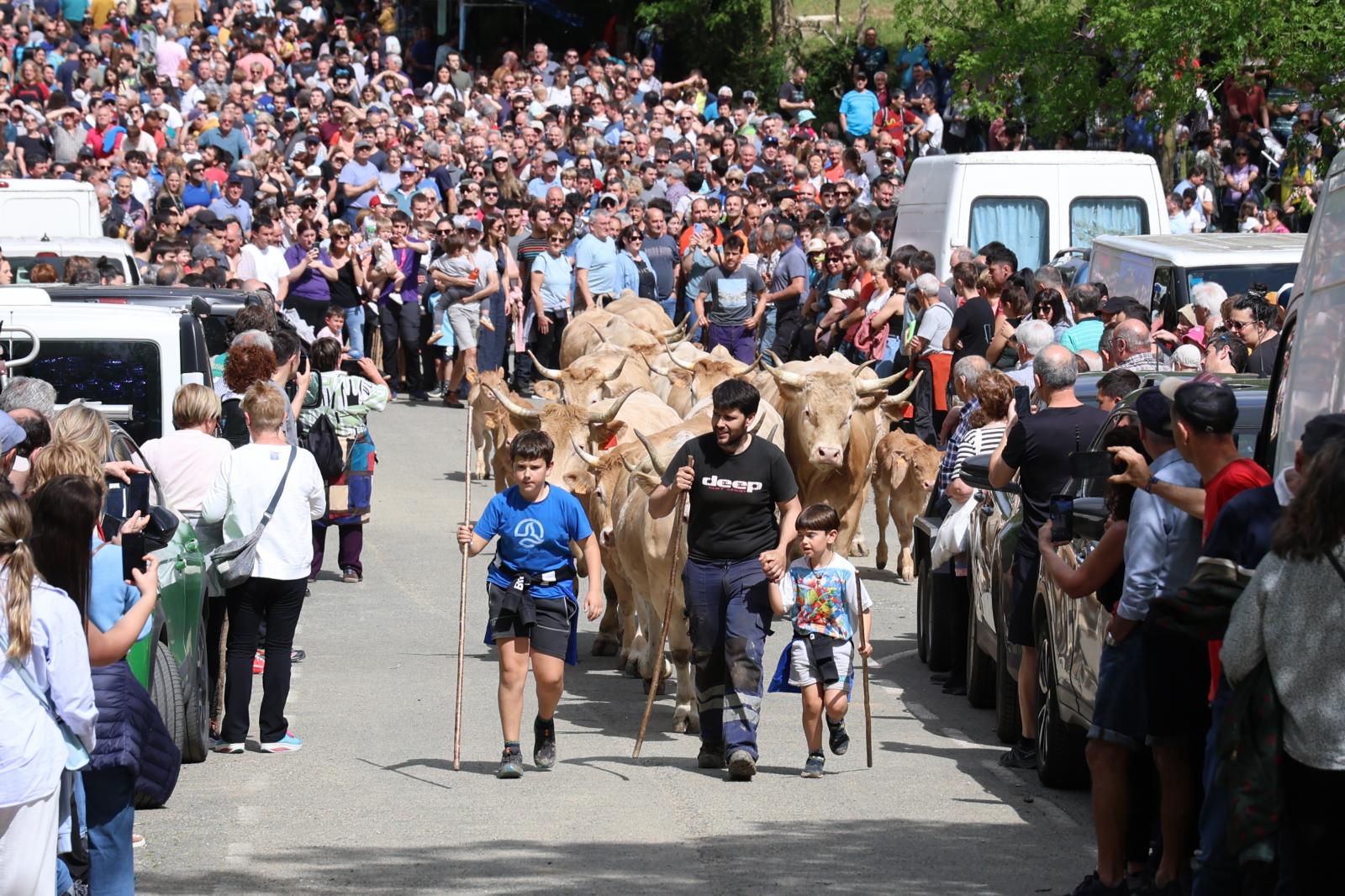 Apertura de los pastos de Aralar