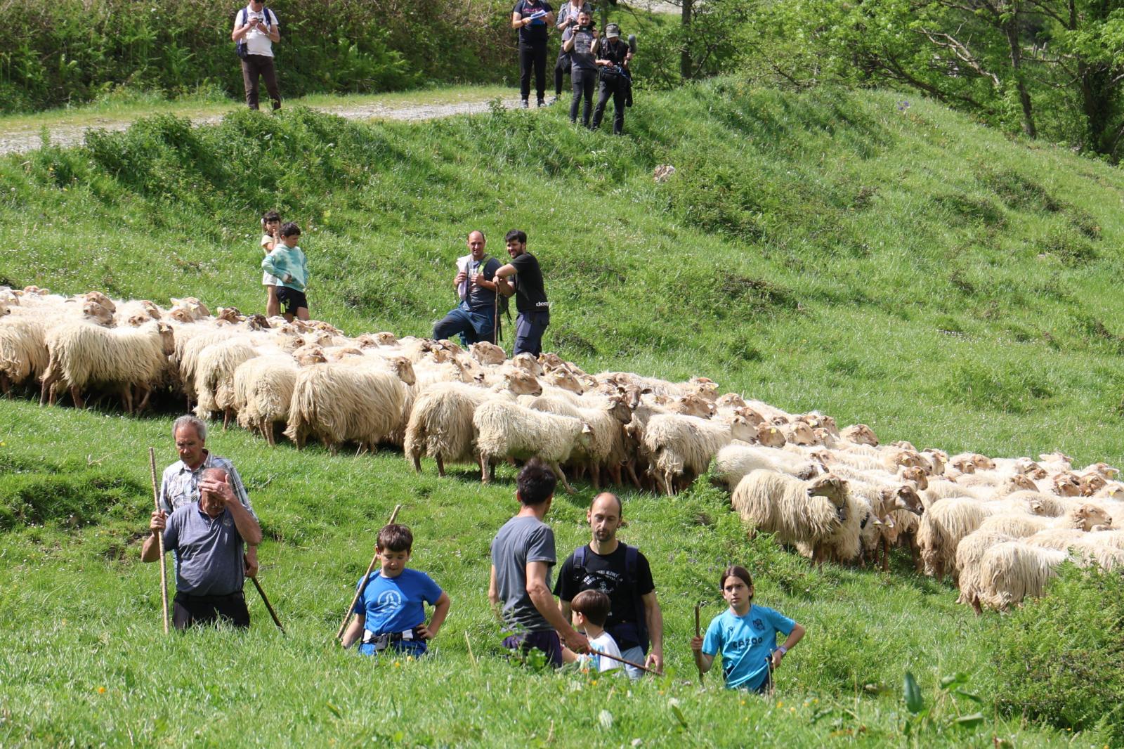 Apertura de los pastos de Aralar