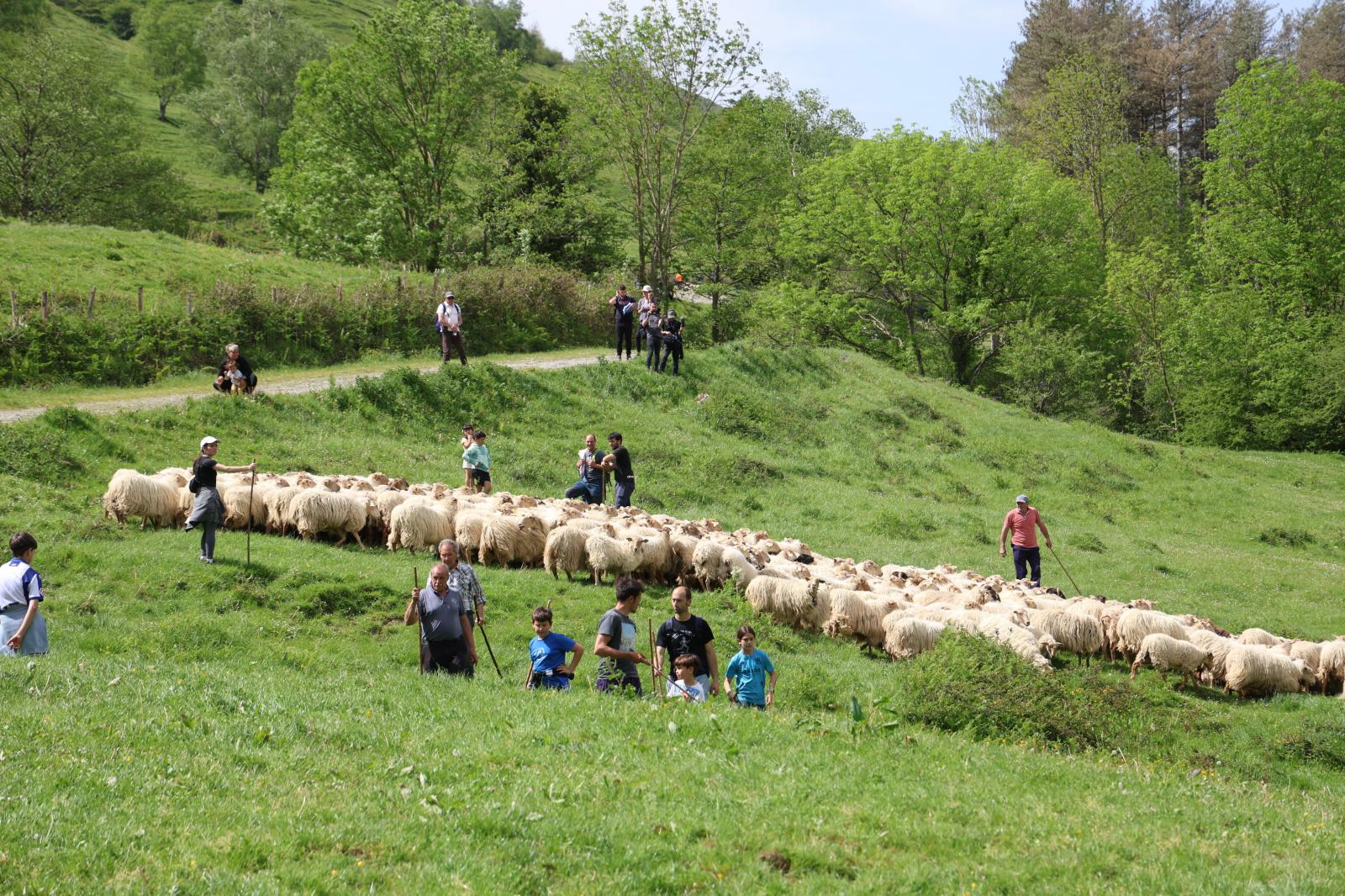 Apertura de los pastos de Aralar