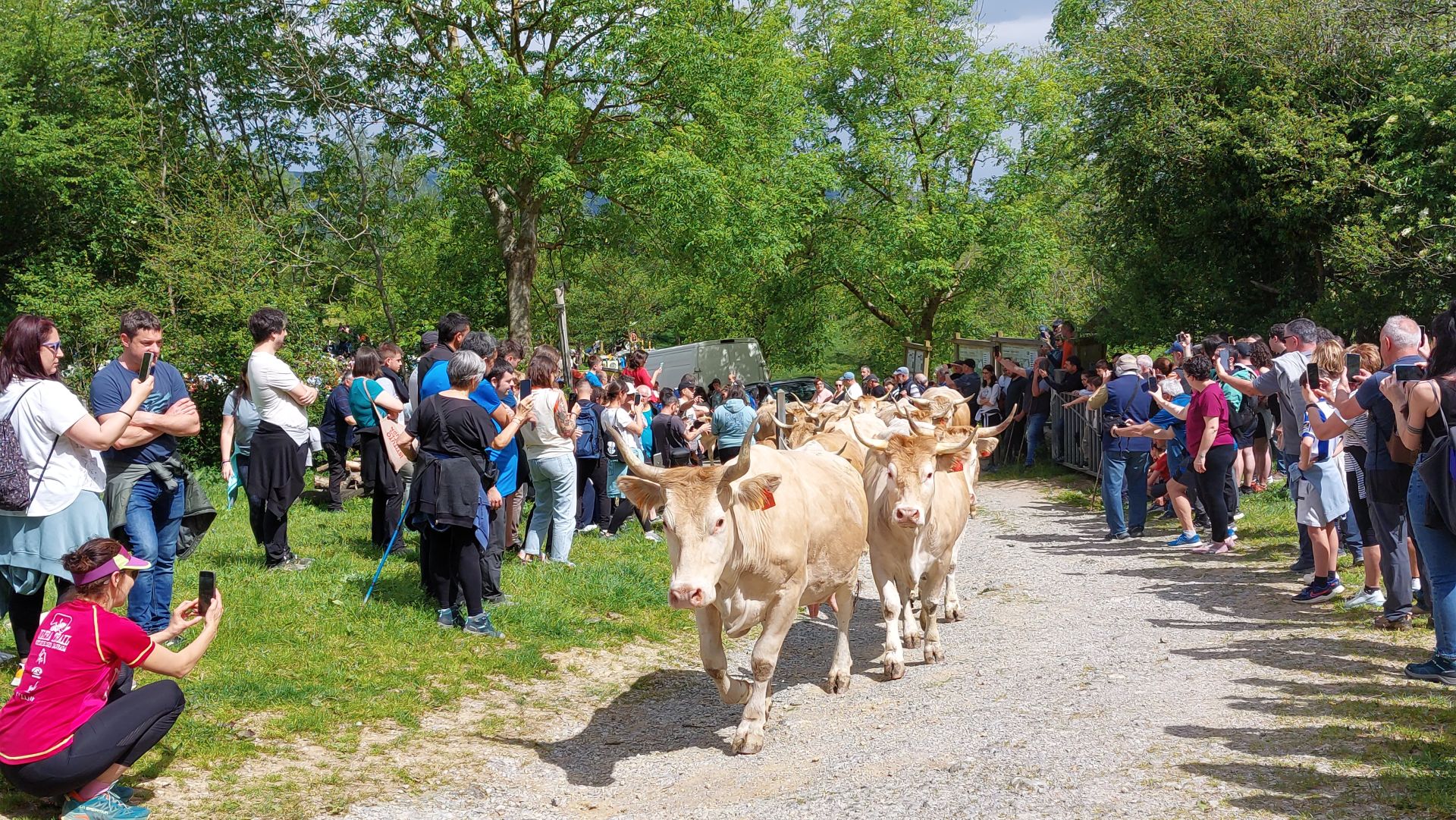Apertura de los pastos de Aralar