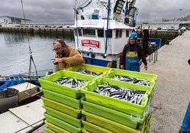 Descarga de anchoa en el Puerto de Hondarribia.