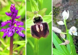 Las tres nuevas especies: 'Orchis mascula', 'Ophrys passionis' y 'Cephalanthera longuifolia'.