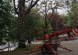 Uno de los ejemplares que serán talados en Bidebieta.