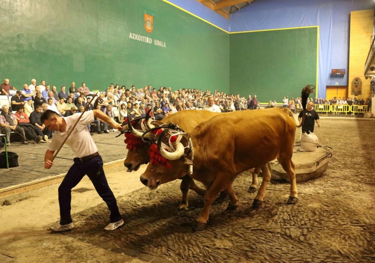 Ipiñarrietak irabazi du kintopekoen Udaberri Idi Dema Saria