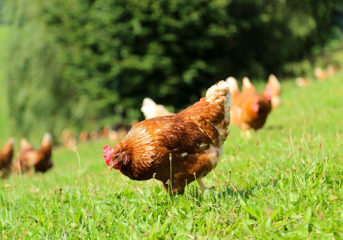 Una granizada mata a 400 pollos cerca de Pau: «No tuvieron tiempo de refugiarse»