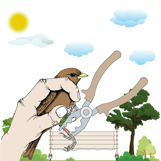 El vuelo de una golondrina desde Euskadi a Sudáfrica