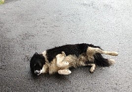 Galduta azaldu den txakurra.