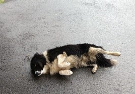 Txakurraren jabearen bila Ezkion