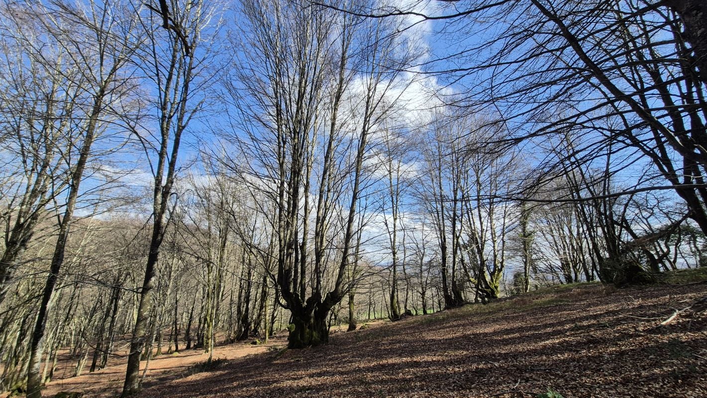 Un rincón silencioso en el valle de Larraun