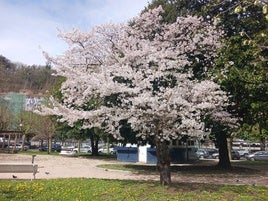 Prunus x yedoensis. Es un ejemplar histórico de cerezo el que crece en los jardines Menchu Gal que regaló el alcalde de Tokio en 1935 y fue visitado en 1953 por el emperador Akihito.