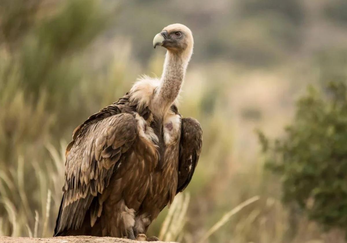 El buitre leonado es el animal que más ataca al ganado en Gipuzkoa