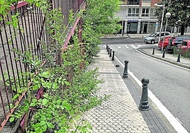 Denuncia María C.: «Esta es una imagen de Larratxo, pero realmente podría ser de cualquier otro barrio de San Sebastián. Y como queda claro, pasar por esta acera con una silla de ruedas es toda una odisea. ¡Por favor, que corten las ramas que molestan! ¡Qué pena de ciudad nos está quedando!».