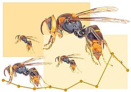 Gipuzkoa captura 25.000 avispas asiáticas reinas el último año, más del doble que en 2022