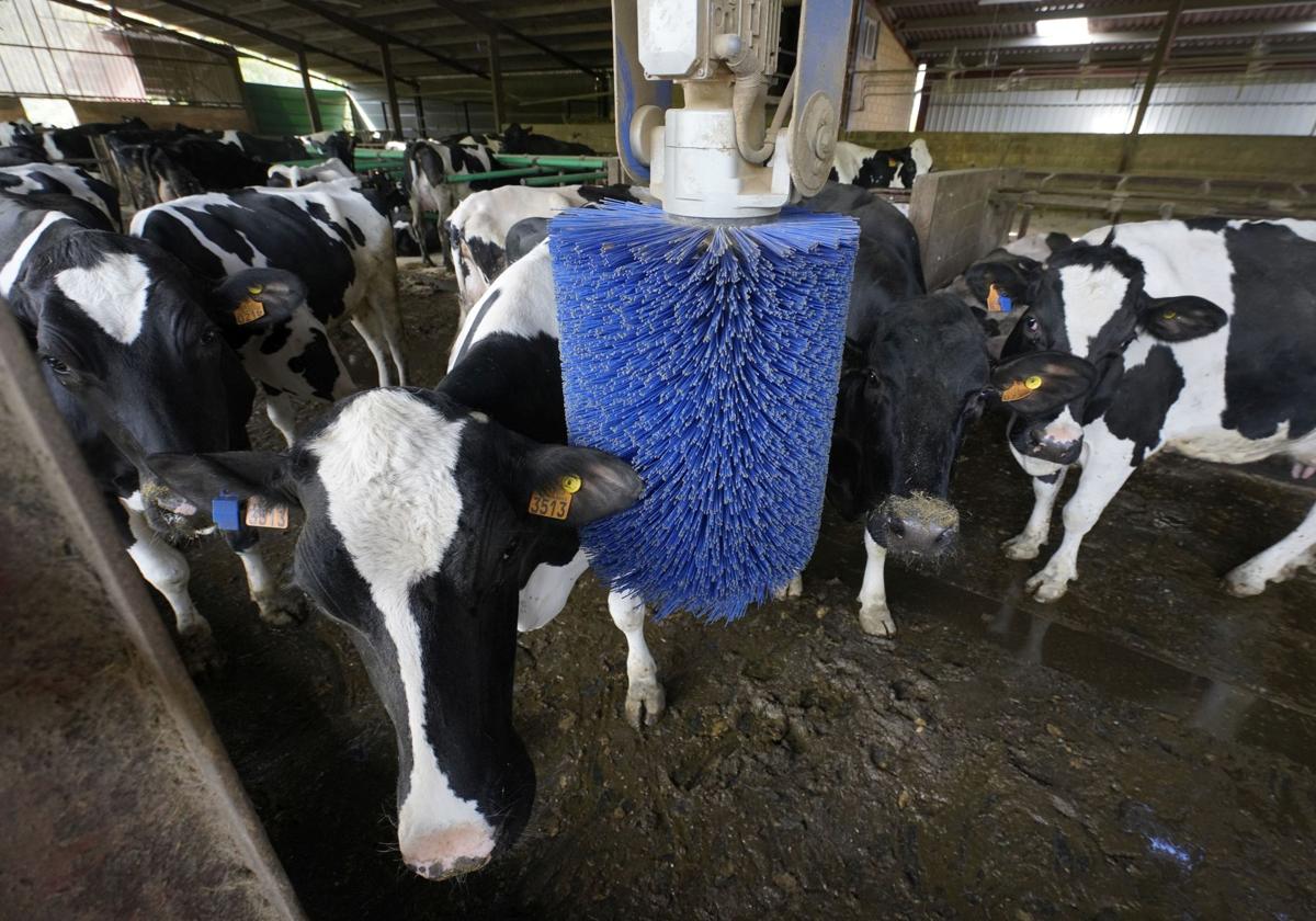 Las vacas del Caserío Oiamar en uno de los rodillos de masaje.