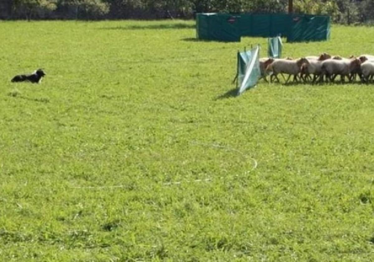 La fiesta comenzará este sábado con una nueva edición del concurso de perros pastor.