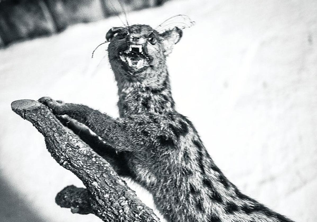 Una de las fotografías de la exposición 'Los monstruos', en el Photomuseum de Zarautz.