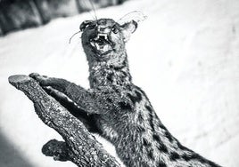 Una de las fotografías de la exposición 'Los monstruos', en el Photomuseum de Zarautz.
