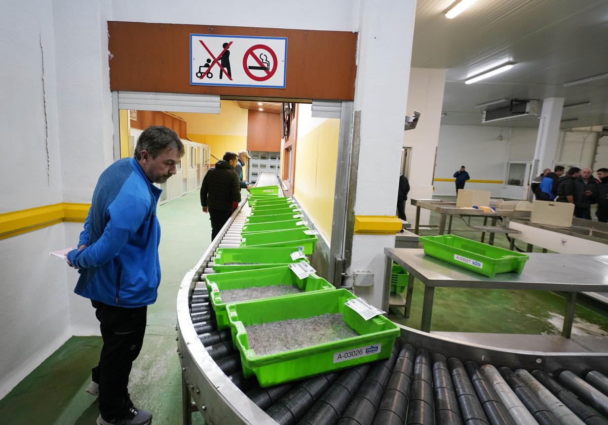 Los anguleros vascos cierran la primera temporada profesional con 200 kilos vendidos