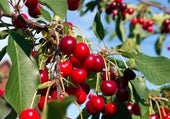 Muchas cerezas caen antes de madurar: la razón es simple, al igual que lo que hay que hacer para salvar la temporada